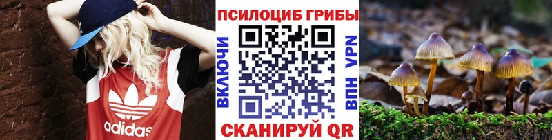 купить   Бронницы  Псилоцибиновые грибы Cubensis 
